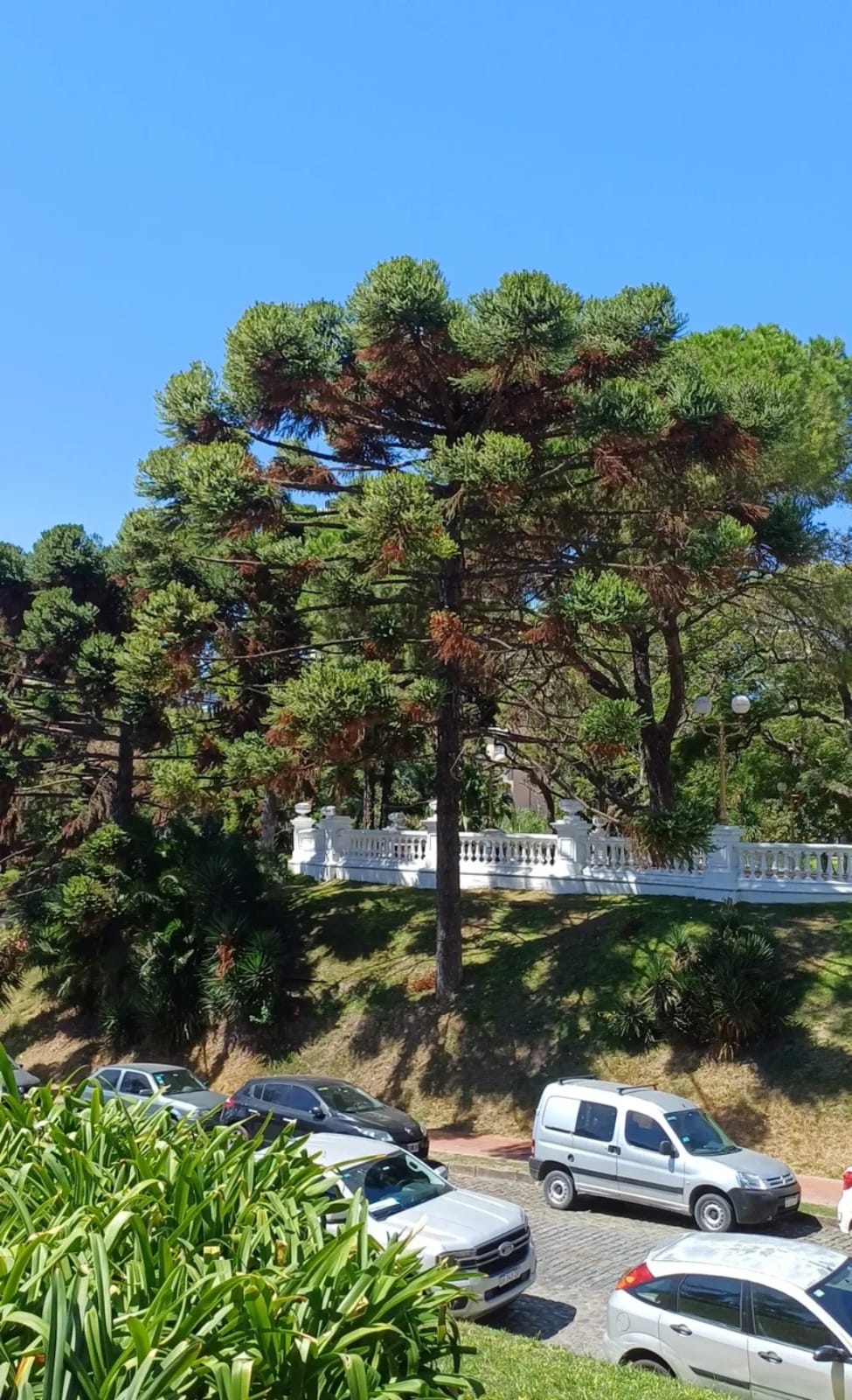 Araucaria 1