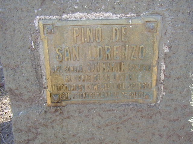 Retoño del Pino de San Lorenzo