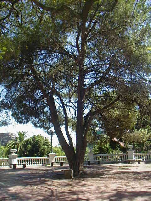 Homenaje Pino de San Lorenzo