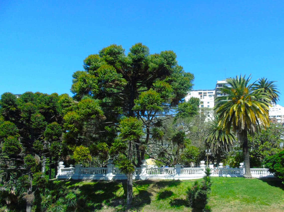 Araucaria