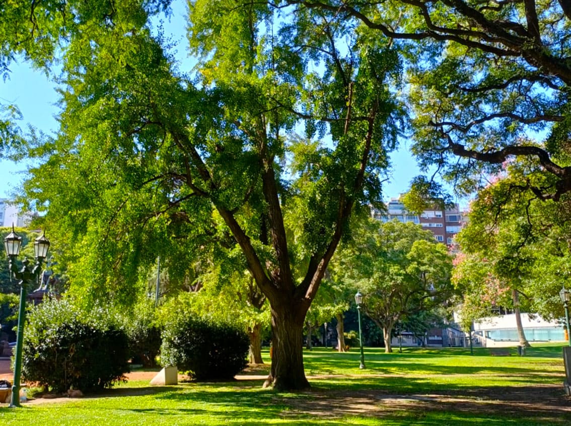 Gingko