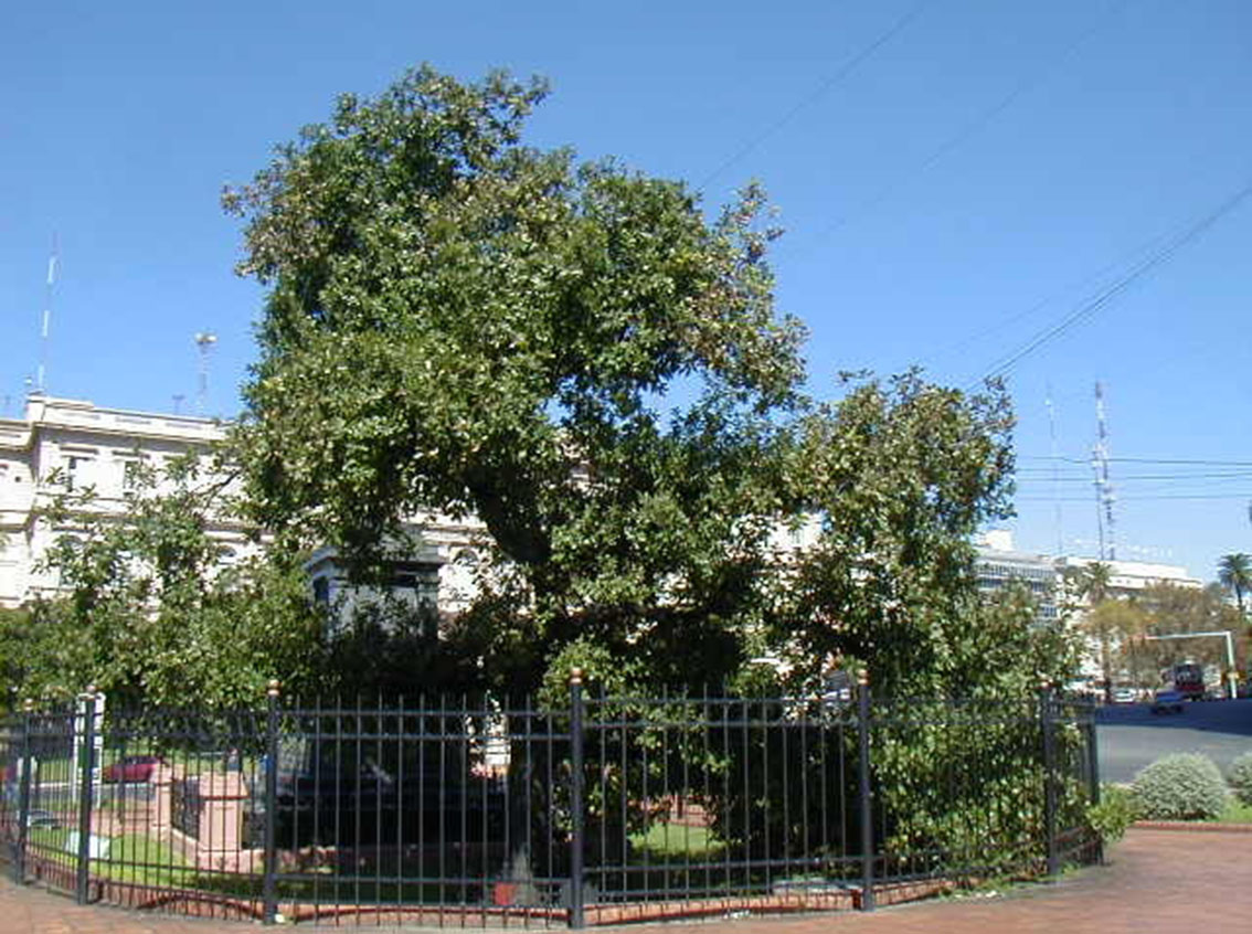Retoño del árbol de Guernica
