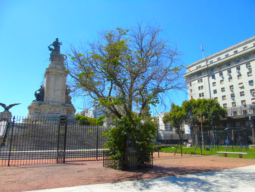 Árbol de la Carpa Azul 1