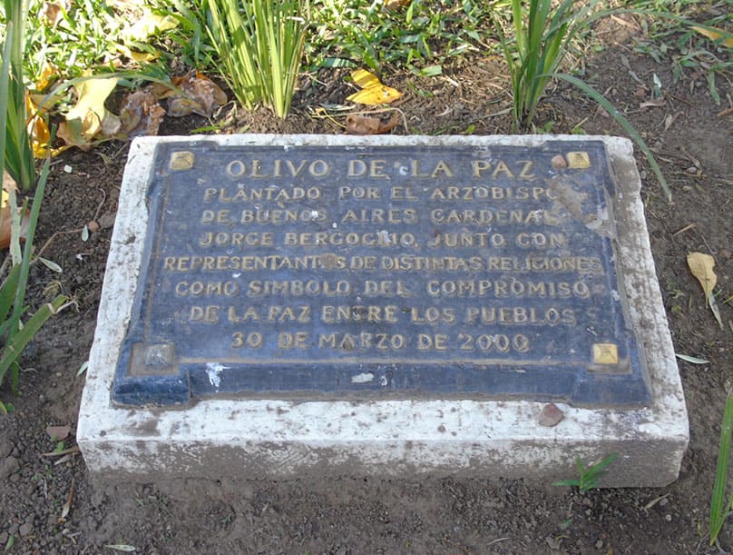 Olivo de la Paz 2