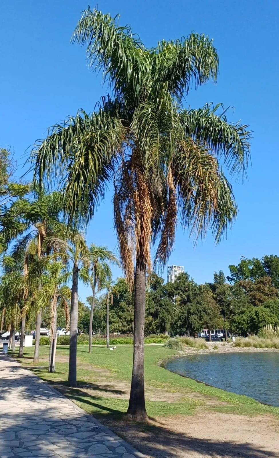 Palmera 1