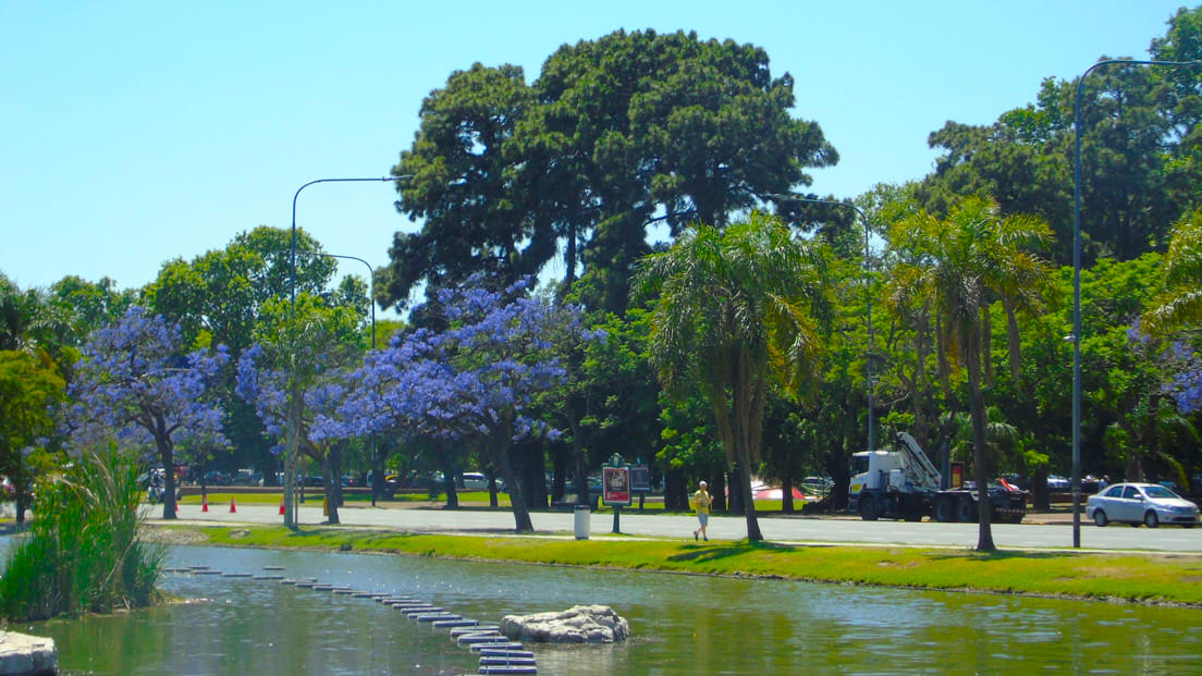Palmera 3