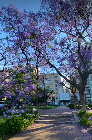 Jacarandá 1