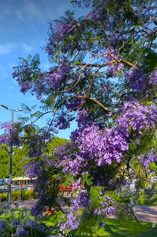 Jacarandá 2