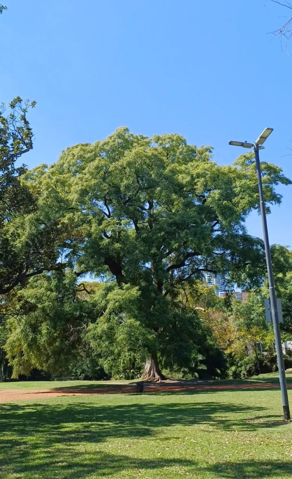 Acacia del Japón