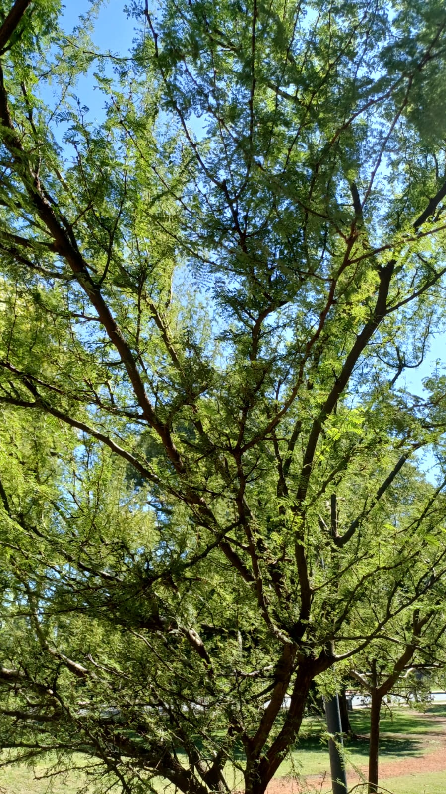 Retoño del Aromo del Perdón - Foto 2