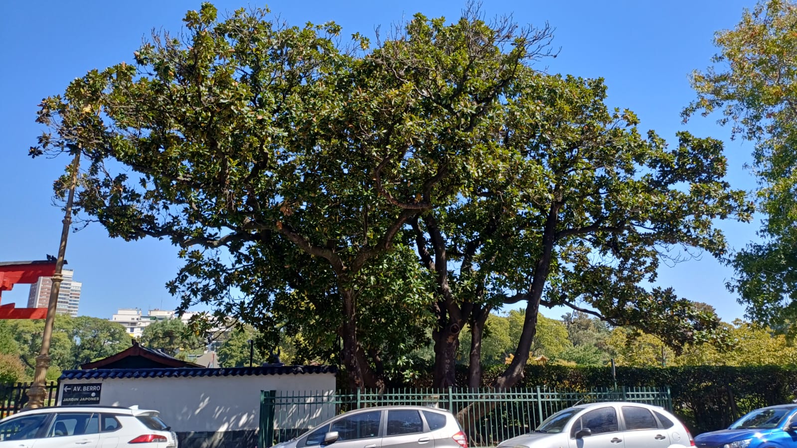 Magnolia de Avellaneda - Vista General