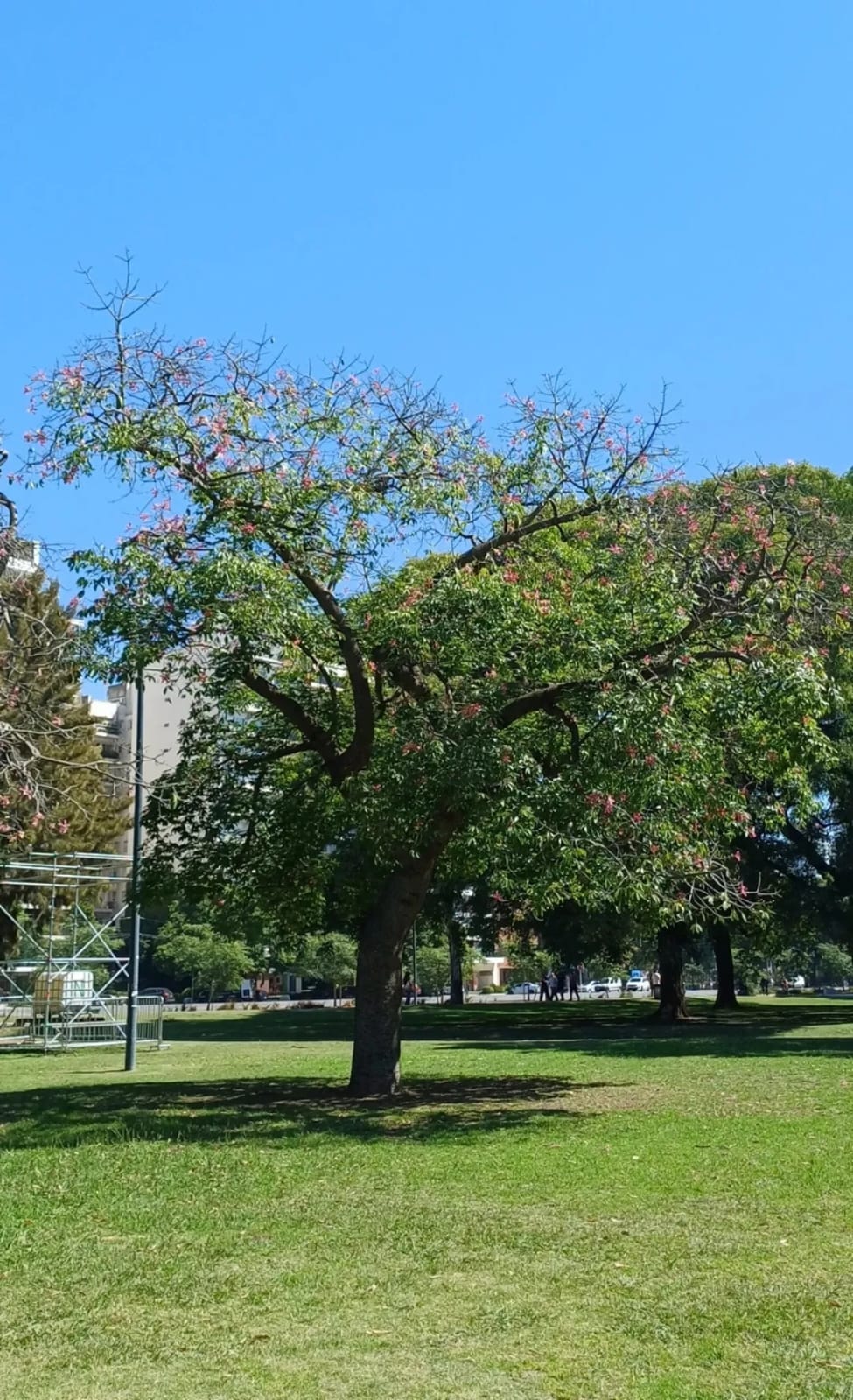Palo Borracho - Plaza Sicilia