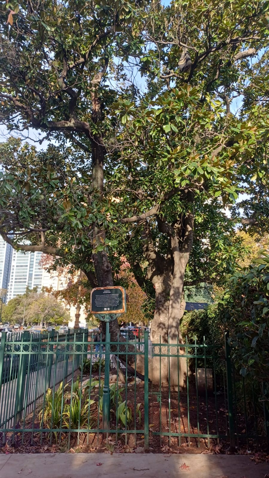 Magnolia de Avellaneda