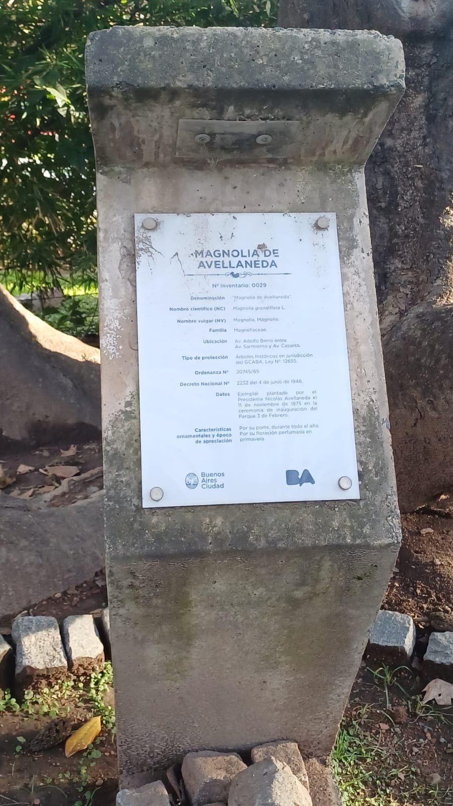 Magnolia de Avellaneda