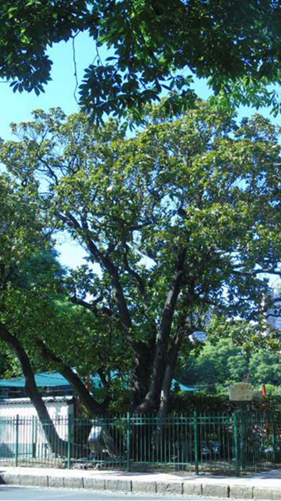 Magnolia de Avellaneda