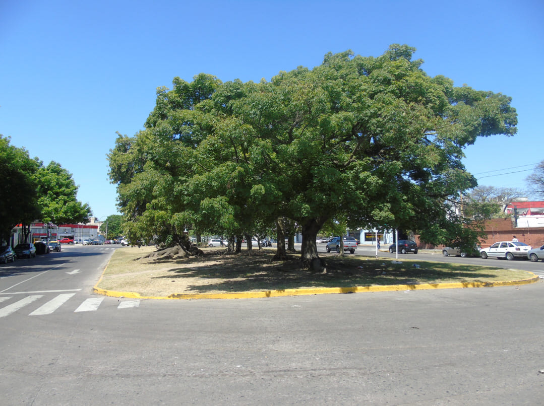 Cantero Central Irma Carrica