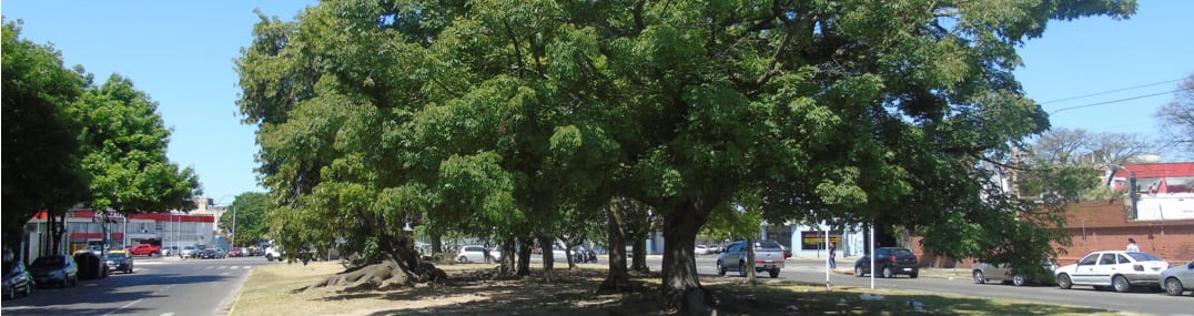 Cantero Central Irma Carrica