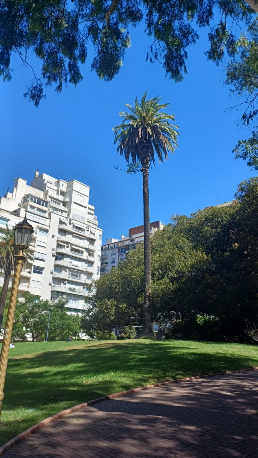 Palmera de Avellaneda