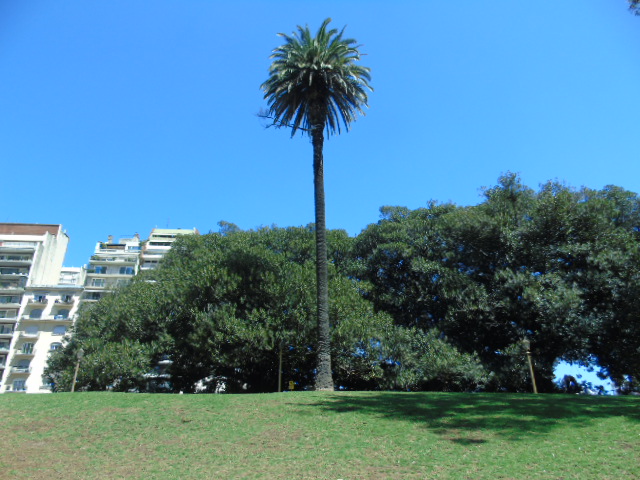 Palmera de Avellaneda