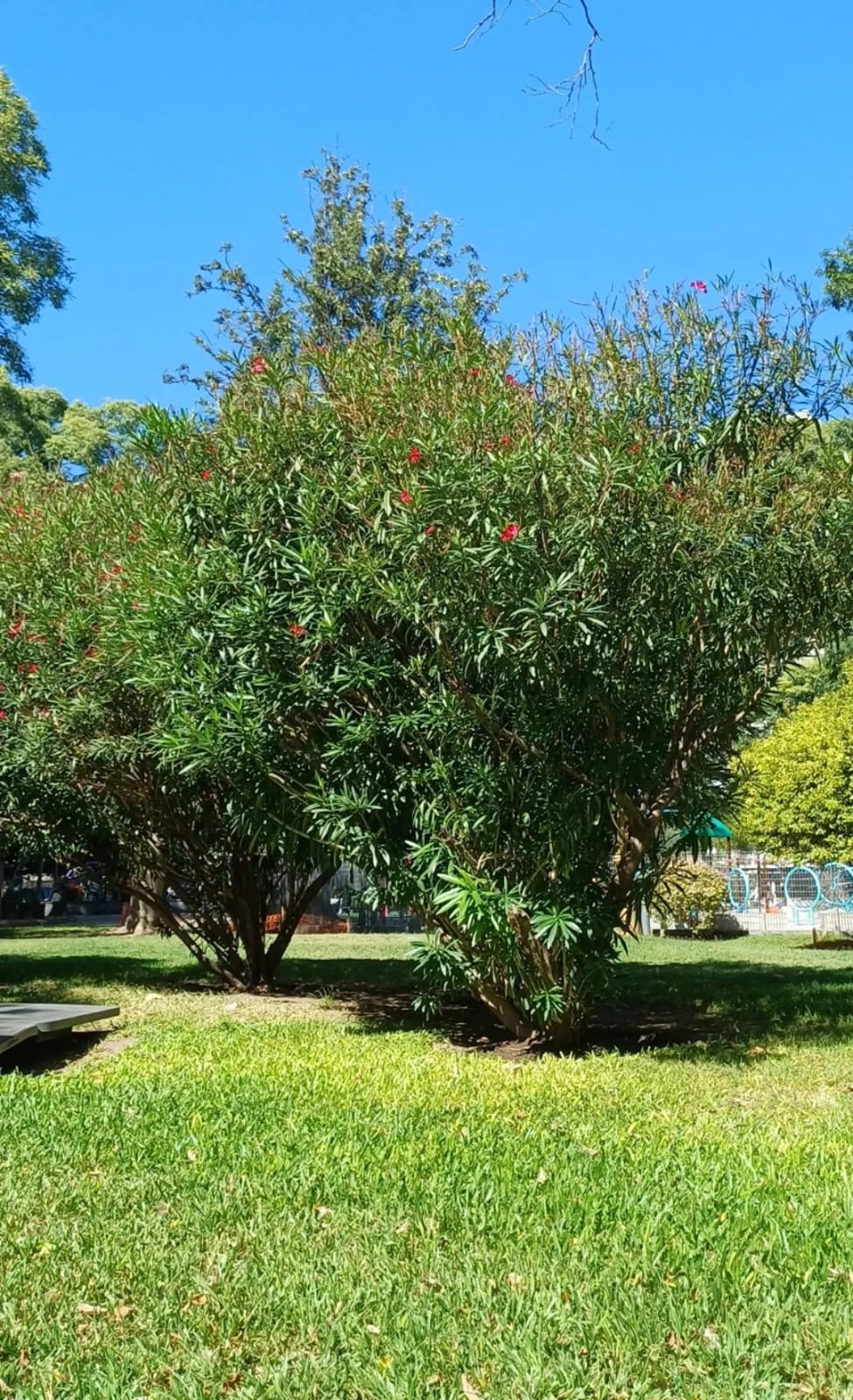 Especie Plaza Vicente López