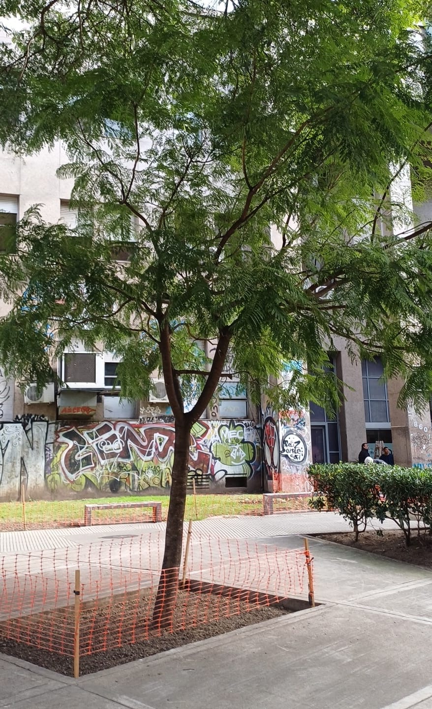 Jacarandá