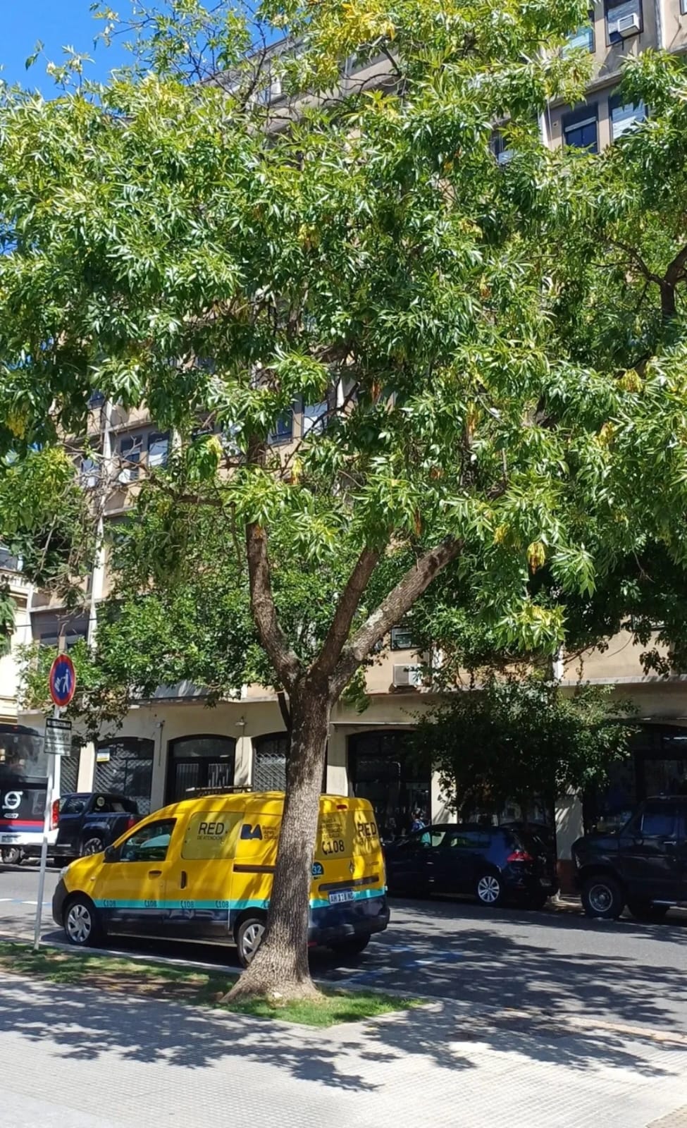 Fresno común