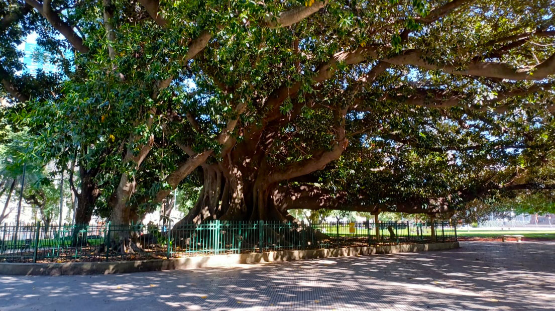 Gomero de Plaza San Martín