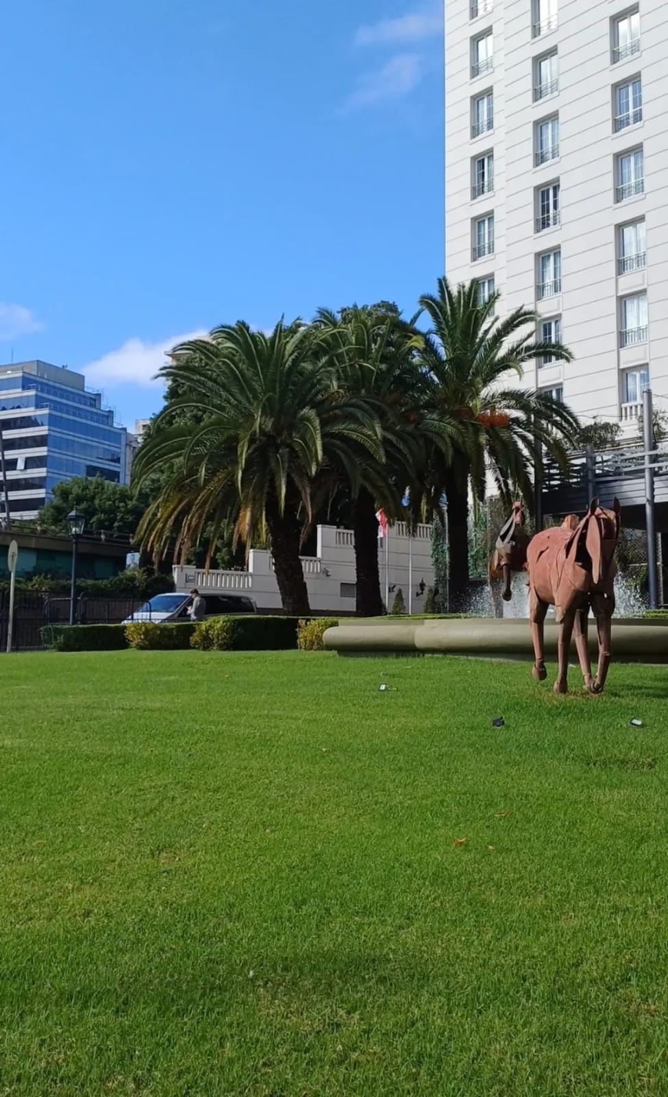 Palmera canaria