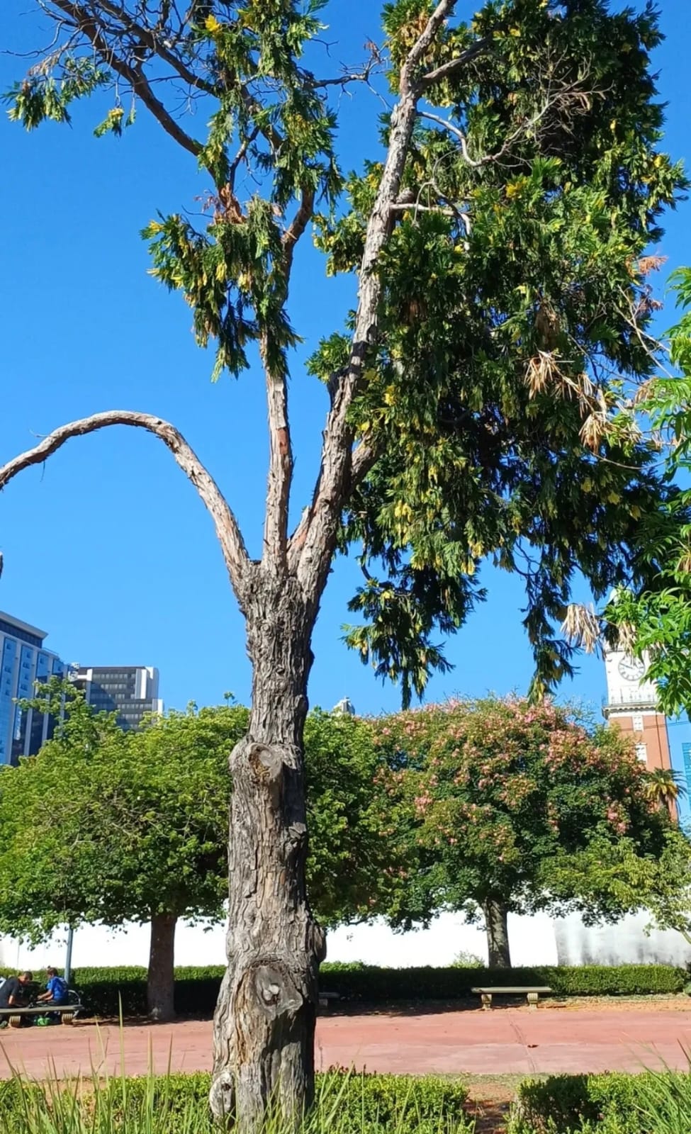 cedro blanco de california