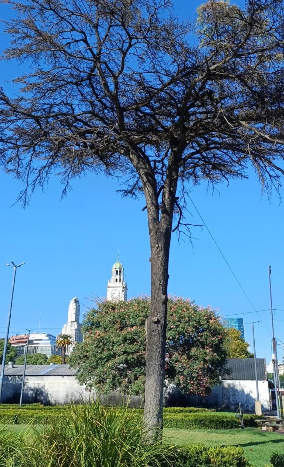 cedro del líbano
