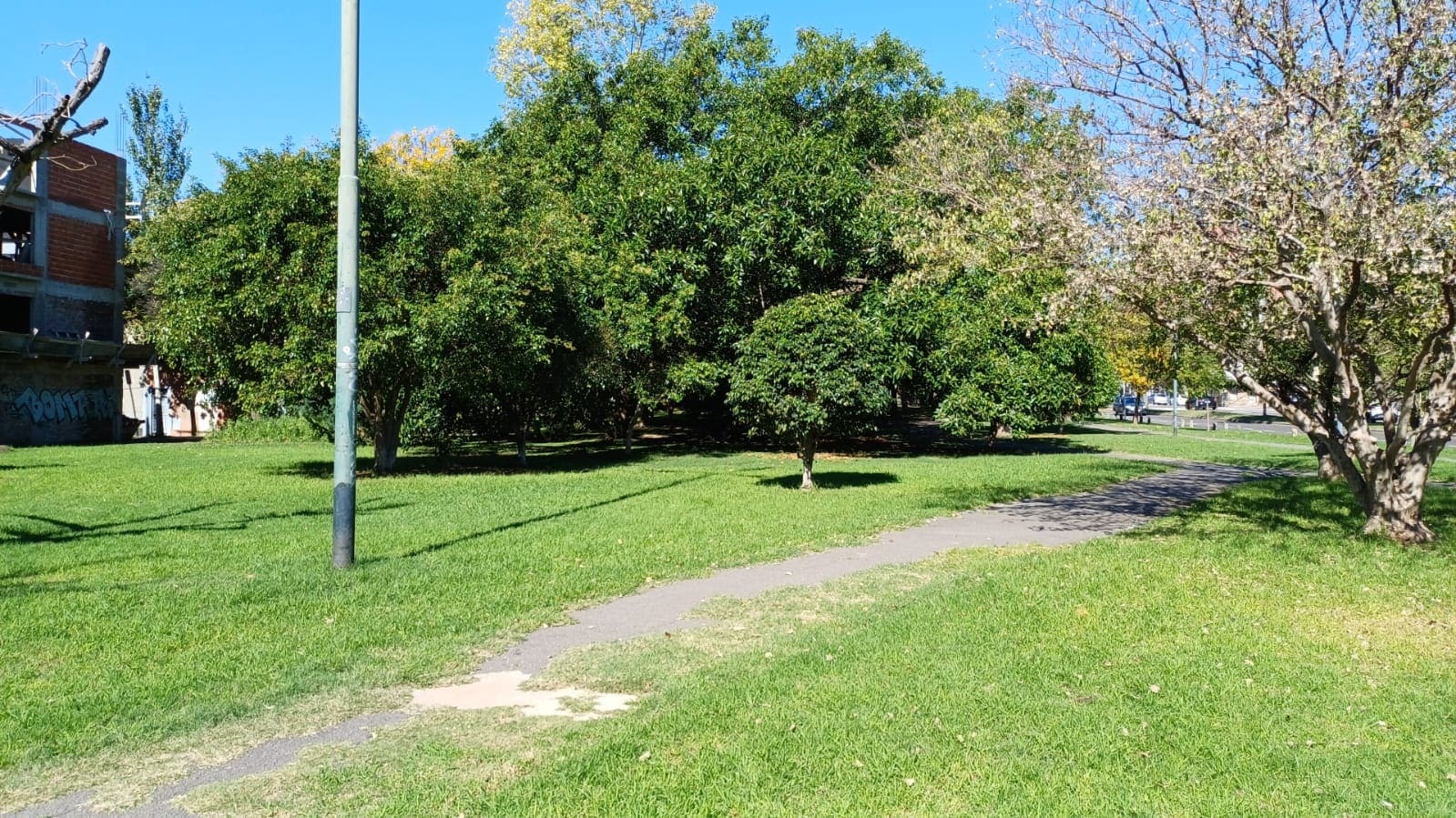 Plaza Naranjo en flor