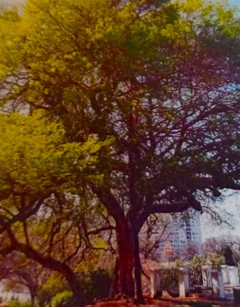 Gleditsia