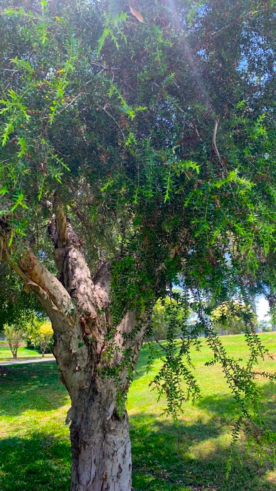 Melaleuca 1
