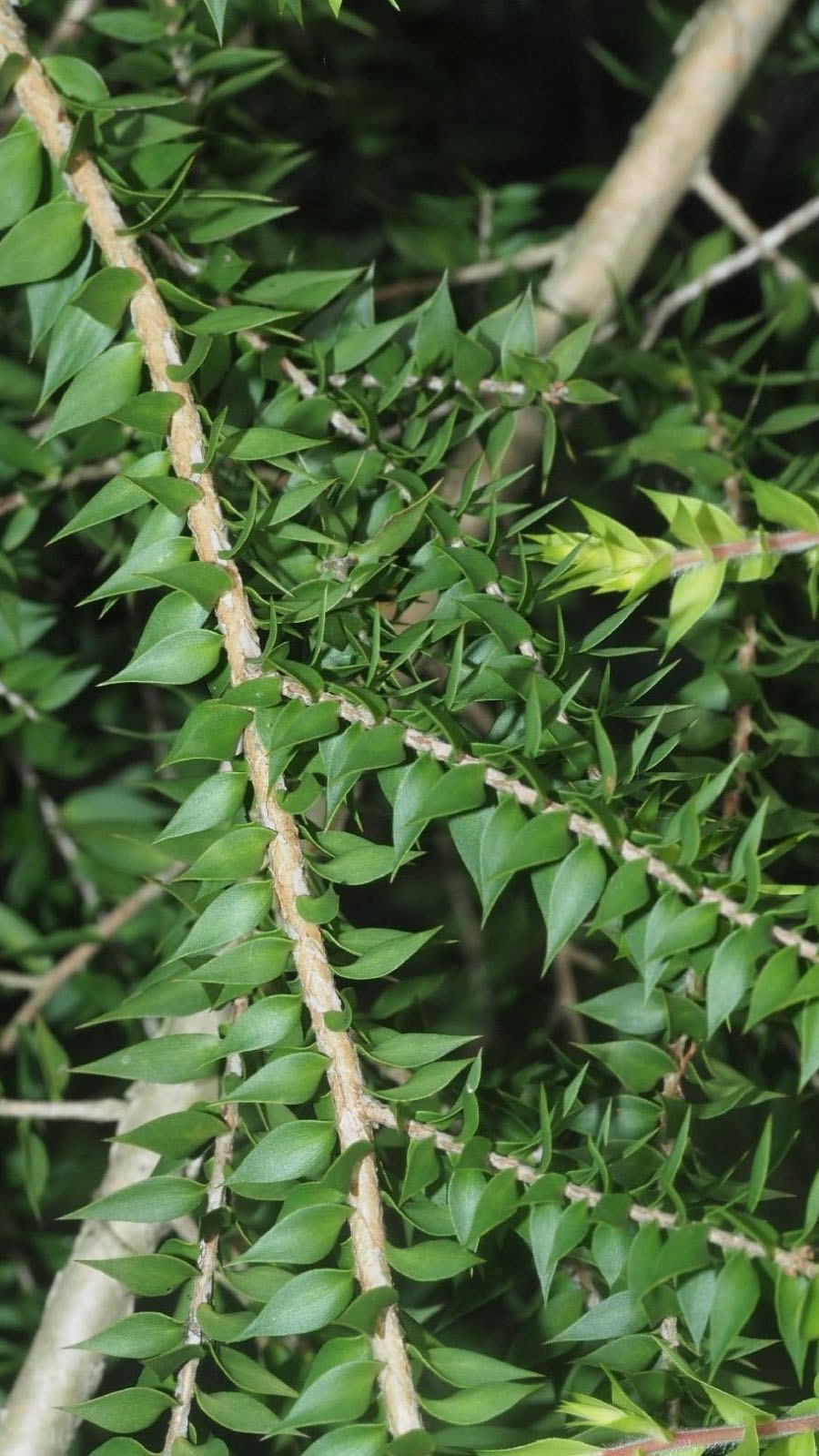 Melaleuca 2