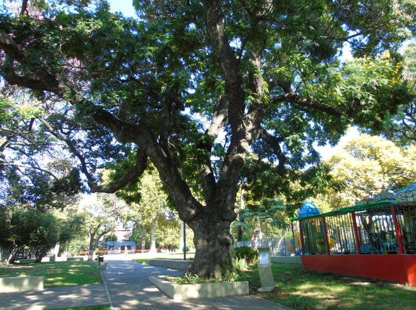 Artigas 5